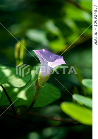 信濃川・やすらぎ堤の豆朝顔(まめあさがお) 106924837