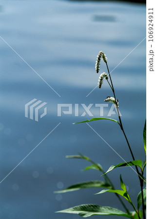 信濃川・やすらぎ堤の大犬蓼(おおいぬたで) 106924911