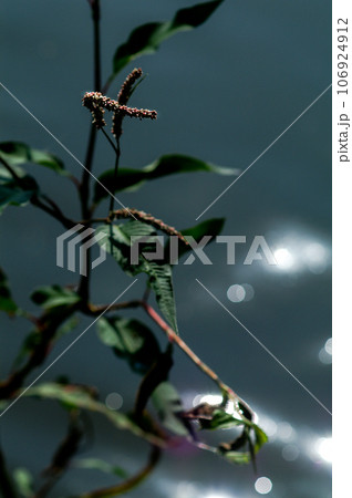 信濃川・やすらぎ堤の大犬蓼(おおいぬたで) 106924912