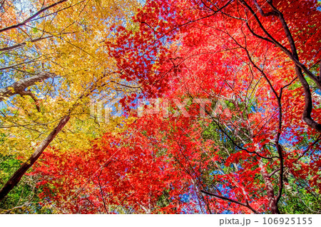鮮やかなモミジの紅葉 106925155