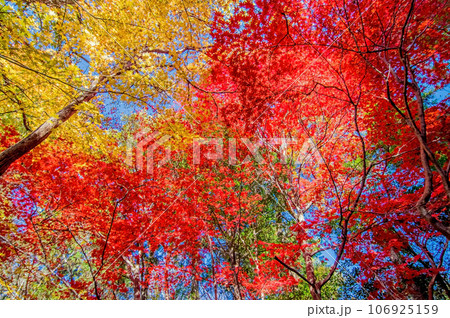 鮮やかなモミジの紅葉 106925159