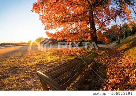 晩秋の朝「三重県民の森・つどいの広場」 106925191