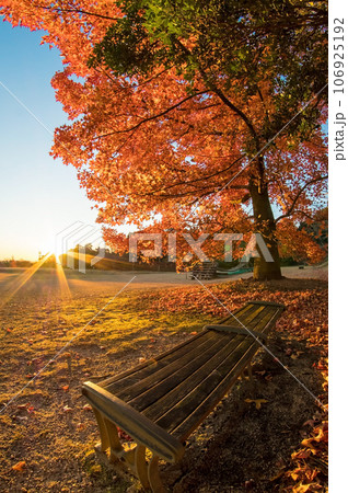 晩秋の朝「三重県民の森・つどいの広場」 106925192