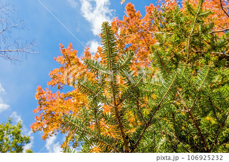 秋の「モミの木」 106925232