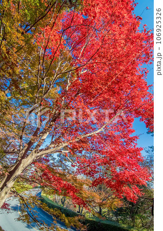 鮮やかな紅葉【三重県民の森】 106925326