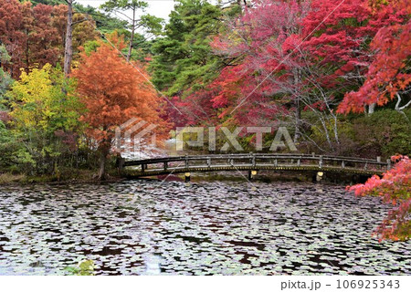 神戸森林植物園の秋景色 神戸森林植物園の秋景色 106925343