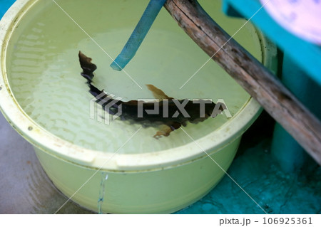 海釣り　イメージ 106925361