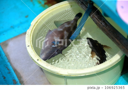 海釣り　イメージ 106925365