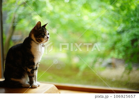 苔庭を背景にくつろぐキジ猫 106925657