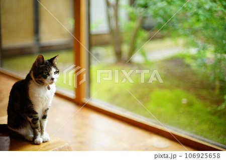 苔庭を背景にくつろぐキジ猫 106925658