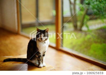 苔庭を背景にくつろぐキジ猫 106925659
