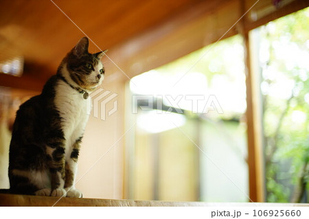 庭を背景にくつろぐキジ猫 106925660