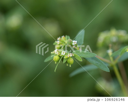 小さな花を咲かせたオオニシキソウ 106926146