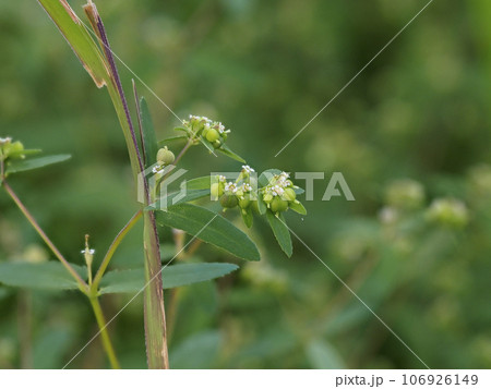 小さな花を咲かせたオオニシキソウ 小さな花を咲かせたオオニシキソウ 106926149