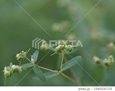 小さな花を咲かせたオオニシキソウ 106926150