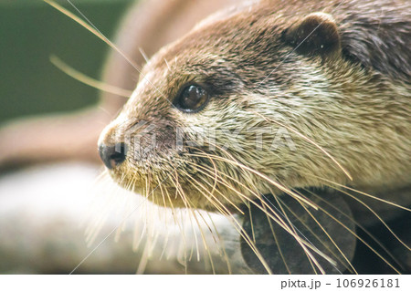 small-clawed otter a mammal Live in water like to live in herds for food. small-clawed otter a mammal Live in water like to live in herds for food. 106926181