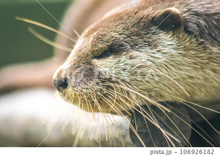 small-clawed otter a mammal Live in water like to live in herds for food. small-clawed otter a mammal Live in water like to live in herds for food. 106926182