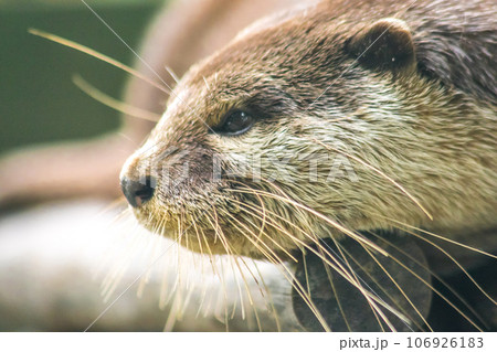 small-clawed otter a mammal Live in water like to live in herds for food. small-clawed otter a mammal Live in water like to live in herds for food. 106926183