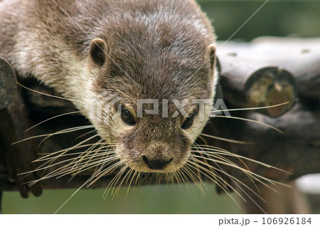 small-clawed otter a mammal Live in water like to live in herds for food. small-clawed otter a mammal Live in water like to live in herds for food. 106926184