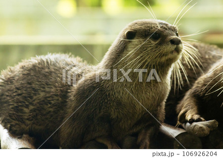 small-clawed otter a mammal Live in water like to live in herds for food. small-clawed otter a mammal Live in water like to live in herds for food. 106926204