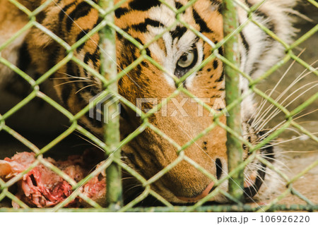 A large tiger eats raw chicken. imprisoned in a steel cage A large tiger eats raw chicken. imprisoned in a steel cage 106926220