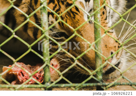 A large tiger eats raw chicken. imprisoned in a steel cage 106926221