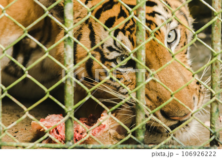 A large tiger eats raw chicken. imprisoned in a steel cage 106926222