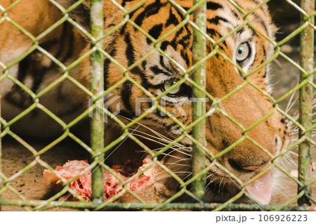 A large tiger eats raw chicken. imprisoned in a steel cage 106926223