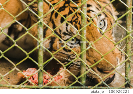 A large tiger eats raw chicken. imprisoned in a steel cage 106926225