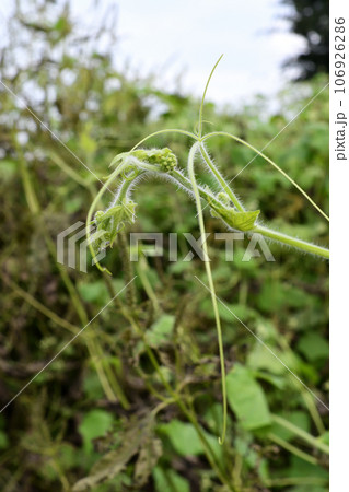 荒川の土手を覆いつくすようにアレチウリが繁茂していた 106926286