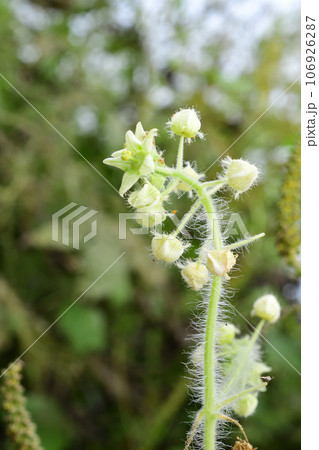荒川の土手を覆いつくすようにアレチウリが繁茂していた 106926287