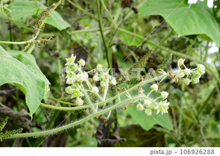 荒川の土手を覆いつくすようにアレチウリが繁茂していた 荒川の土手を覆いつくすようにアレチウリが繁茂していた 106926288