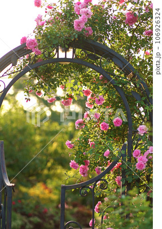 Summer rain in the village. Beautiful summer roses blooms in village. Large rose bush over the metal entrance gate hanging. Summer rain in the village. Beautiful summer roses blooms in village. Large rose bush over the metal entrance gate hanging. 106926324