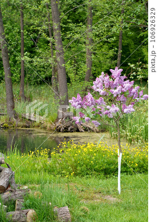 Floral background natural spring. Blossoming lilac flower bud. spring time color. Beautiful purple petal plant. Botanical flora Aesthetic mood Summer garden Pink liliac. Homestead farming. Pond in 106926329