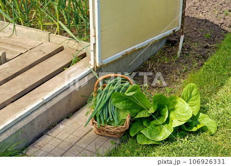 growing lettuce leaves in a greenhouse. Growing green salads and vegetables in a greenhouse. Hydroponics grows in a greenhouse. The cuts green lettuce leaves in a basket growing lettuce leaves in a greenhouse. Growing green salads and vegetables in a greenhouse. Hydroponics grows in a greenhouse. The cuts green lettuce leaves in a basket 106926331