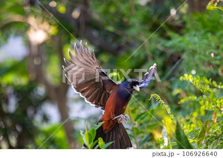 奄美大島 ルリカケス 奄美大島 ルリカケス 106926640