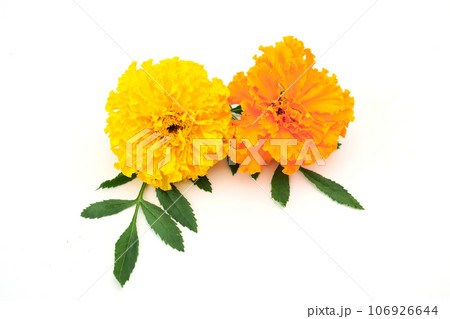 マリーゴールド 106926644