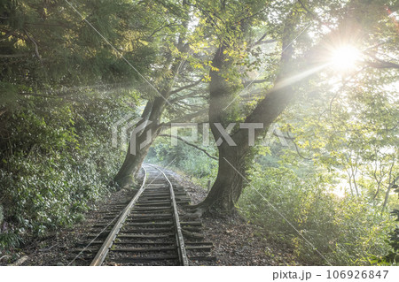 倉吉線　木漏れ日散歩 106926847