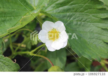 苺の花 106927110