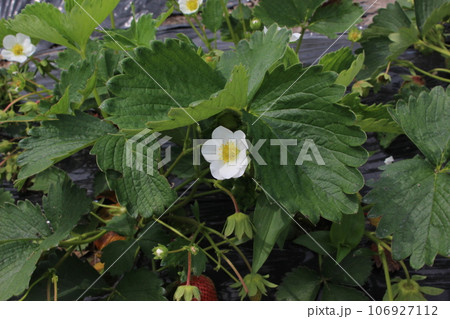 苺の花 106927112