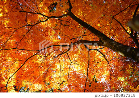 紅葉したモミジ 106927219