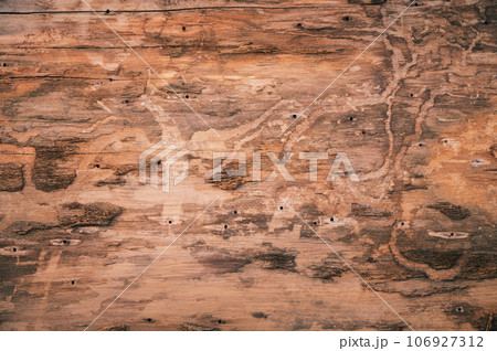 Bark texture background, snosnovy or eucalyptus tree. Crayons details of a living plant Bark texture background, snosnovy or eucalyptus tree. Crayons details of a living plant 106927312