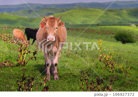 Cows in a field in the mountains on a pasture in the countryside, one cow looks at the camera 106927372