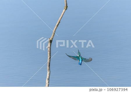 European kingfisher (Alcedo atthis) in flight. 106927394
