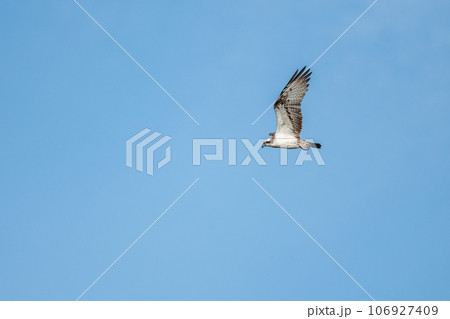 Osprey (Pandion haliaetus) flying over a marsh. Osprey (Pandion haliaetus) flying over a marsh. 106927409