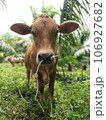 A Brown Youth Cattle Open Agriculture Farm Thailand young cow in the forest 106927682