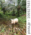 A White Calf Bathing at Agriculture Farm young cow in forest 106927683