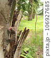 Tokay gecko laughing at agriculture farm south of Thailand wild lizard on a tree in the garden 106927685