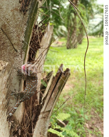 Tokay gecko laughing at agriculture farm south of Thailand wild lizard on a tree in the garden 106927685