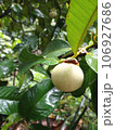 closeup unripe mangosteen on tree wet after Rain 106927686
